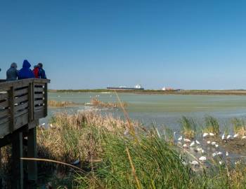 Your Guide to The Great Texas Coastal Birding Trail