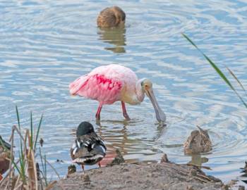 Your Guide to the Leonabelle Turnbull Birding Center
