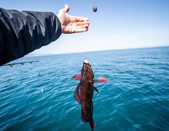 snapper caught on a fishing line