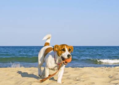 dog at beach, jack russell playing with ball on beach