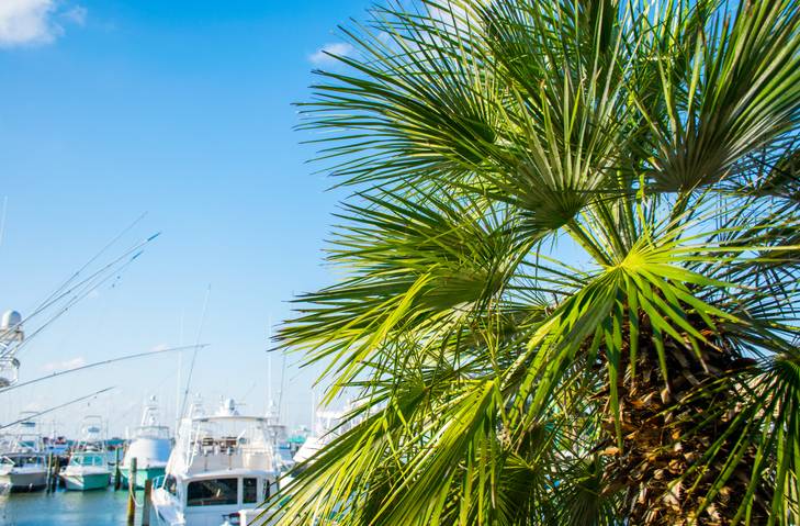 palm tree in port aransas harbor