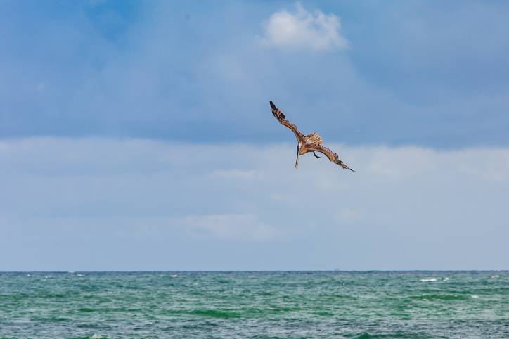 sea bird diving above the gulf of mexico